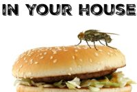 Your Essential Guide to a Fly-Free Home