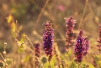 Navigating Life with Vulvodynia