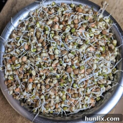 Vegan Sprouted Lentil Salad made with sprouted lentils and a light dressing, offering a delicious and highly nutritious meal.